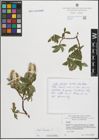 Foto von Salix hastata L.